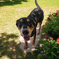 Thumbnail photo of SHORTY #1