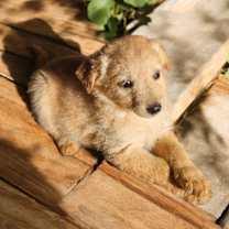 Thumbnail photo of Retv Pup Pixie #1