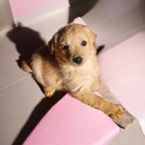 Thumbnail photo of Retv Pup Pixie #2