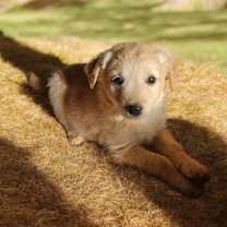 Thumbnail photo of Retv Pup Pixie #3