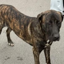 Thumbnail photo of Blue #1