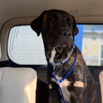 Thumbnail photo of Blue #2