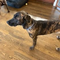 Thumbnail photo of Blue #3