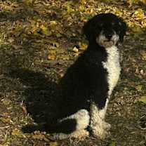 Thumbnail photo of Pansy #3