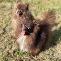 Thumbnail photo of Happy #3