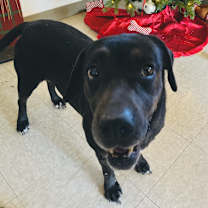 Thumbnail photo of Mrs. Potato #1