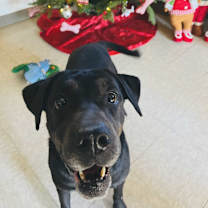 Thumbnail photo of Mrs. Potato #2