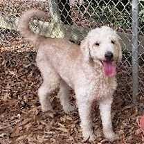 Thumbnail photo of Ziggy #1