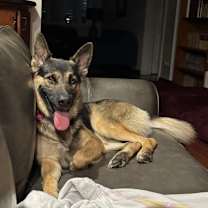 Thumbnail photo of Enzo #2