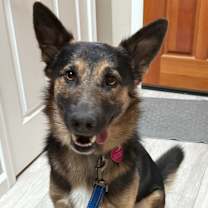 Thumbnail photo of Enzo #3