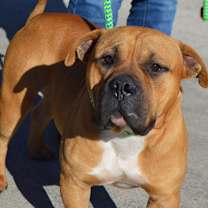 Thumbnail photo of BRIGGS/URGENT #3