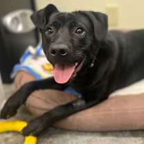 Thumbnail photo of Gordy #3