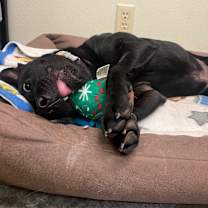 Thumbnail photo of Gordy #4