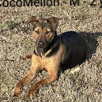 Thumbnail photo of CocoMellon #1