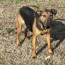 Thumbnail photo of CocoMellon #2