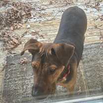 Thumbnail photo of CocoMellon #4