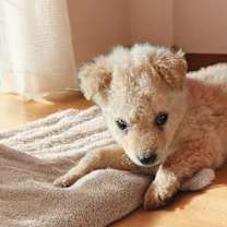 Thumbnail photo of Retv Pup Curly #3