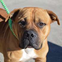 Thumbnail photo of BRIGGS/URGENT #2