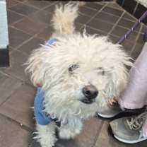 Thumbnail photo of Pluto #2