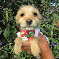 Thumbnail photo of Gabbby #2