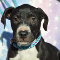 Thumbnail photo of BUTTERS/URGENT #1