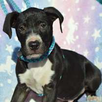 Thumbnail photo of BUTTERS/URGENT #3