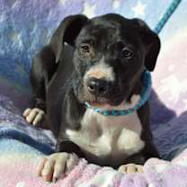 Thumbnail photo of BUTTERS/URGENT #4