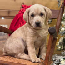 Thumbnail photo of Dutch~adopted! #1