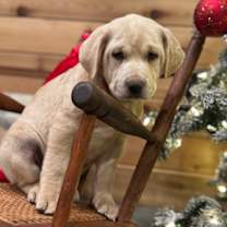 Thumbnail photo of Dutch~adopted! #2