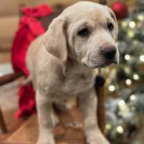 Thumbnail photo of Dutch~adopted! #3