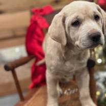 Thumbnail photo of Dutch~adopted! #4