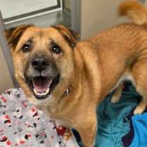 Thumbnail photo of Chiffon #1