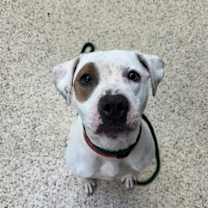 Thumbnail photo of Fifi #1