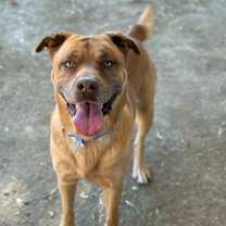 Thumbnail photo of MUFFIN #1