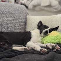 Thumbnail photo of Bree #3