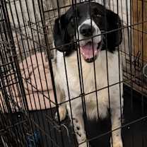 Thumbnail photo of Bandit #2