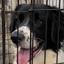 Thumbnail photo of Bandit #3