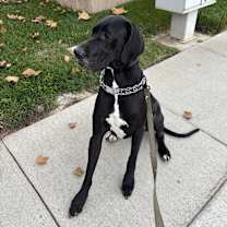 Thumbnail photo of Nova #1