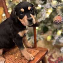 Thumbnail photo of Lass #2