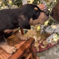 Thumbnail photo of Lass #4