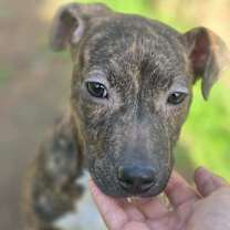 Thumbnail photo of Sunny #4