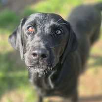 Thumbnail photo of Libby #2