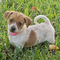 Thumbnail photo of Sugarplum #1