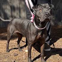 Thumbnail photo of FWT Roxie #3