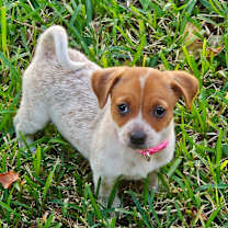 Thumbnail photo of Sugarplum #3