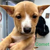 Thumbnail photo of Ruby  #2