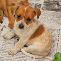 Thumbnail photo of Sugarplum #4