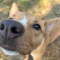 Thumbnail photo of Ruby  #4