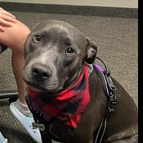 Thumbnail photo of Shay #3