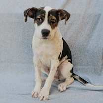 Thumbnail photo of FRIDA #4